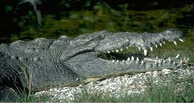 Cocodrilo Americano Crocodylus